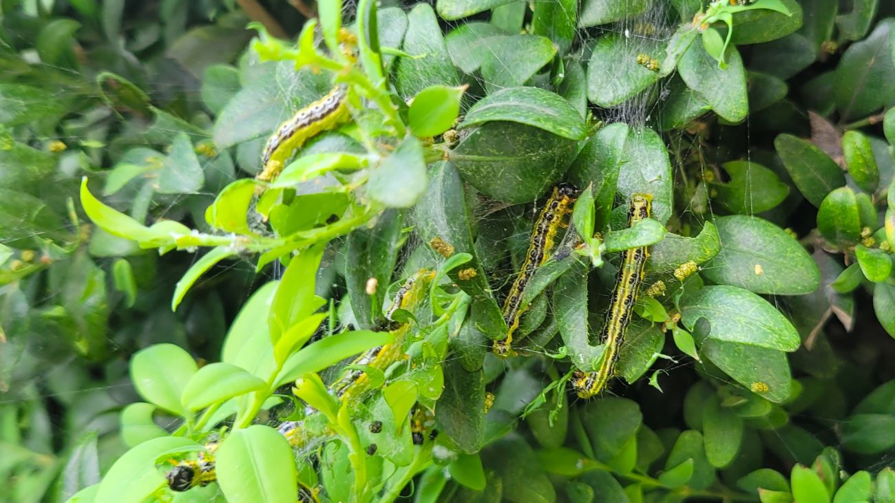 żerująca ćma na bukszpanie