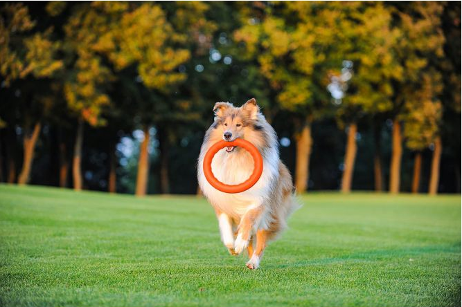 ringo dla dużych psów