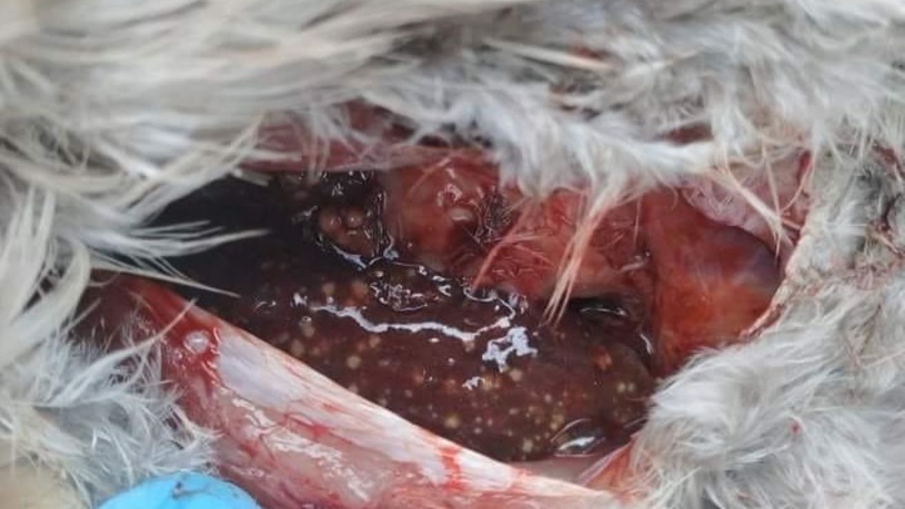 Zmiany na wątrobie u kur