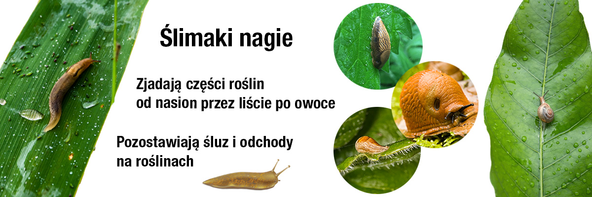 ślimaki bez skorupy w ogrodzie