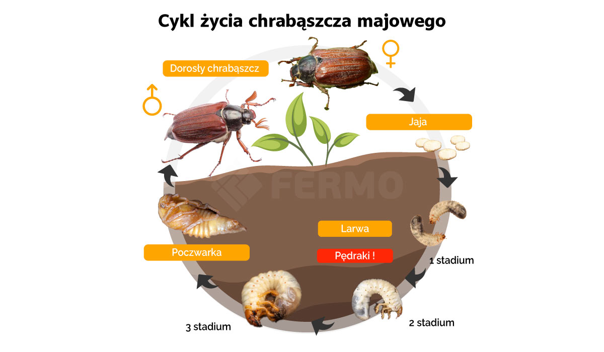 cykl życia chrabąszcza majowego 