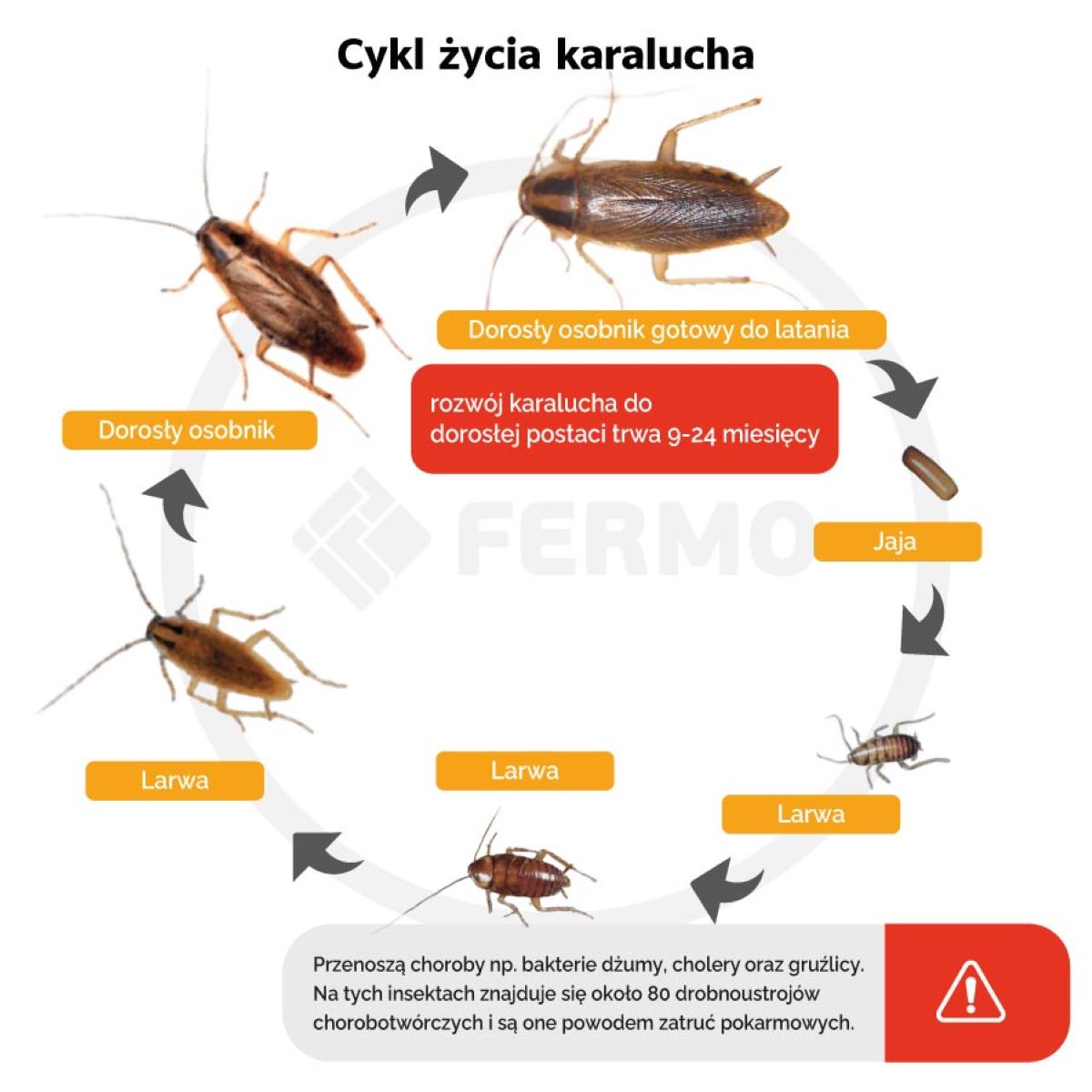 Cykl rozwojowy karalucha