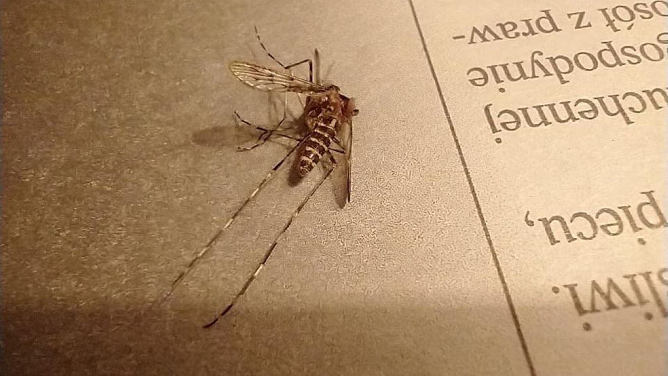 komar tygrysi