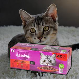 kotek z karmą whiskas