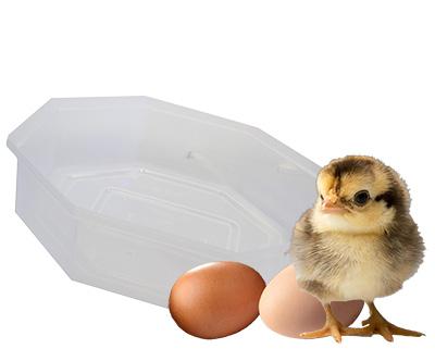 górna pokrywa inkubatora do jaj i kurczątko
