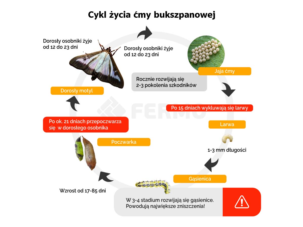 Cykl życia ćmy bukszpanowej