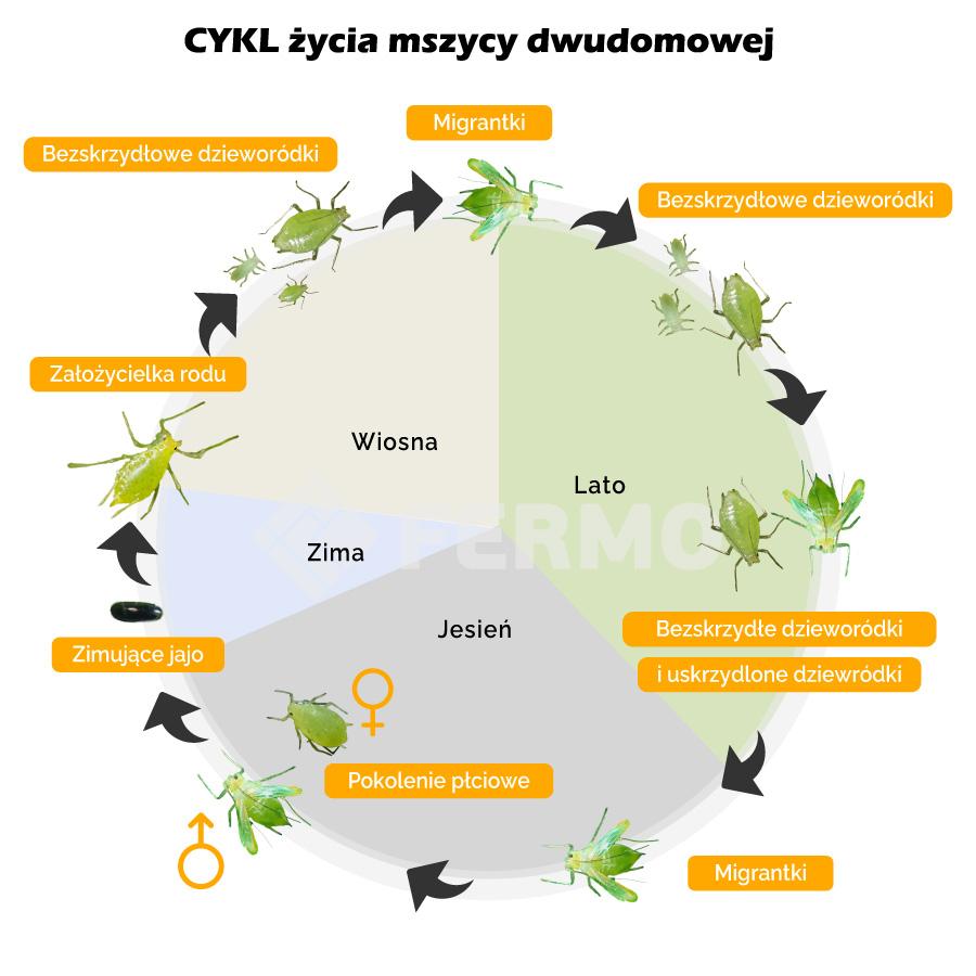 schemat Cykl życia mszycy dwudomowej