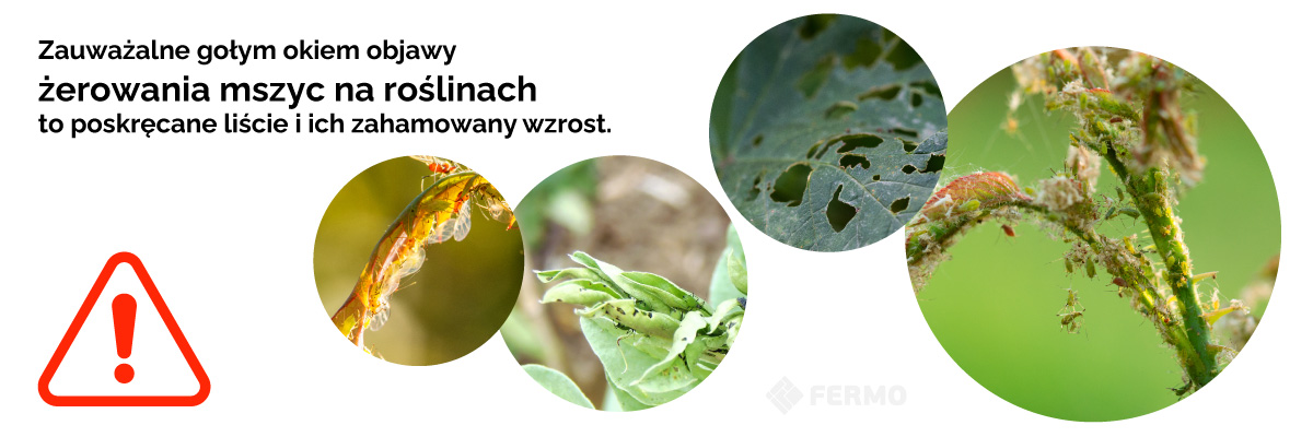 objawy zerowania mszyc