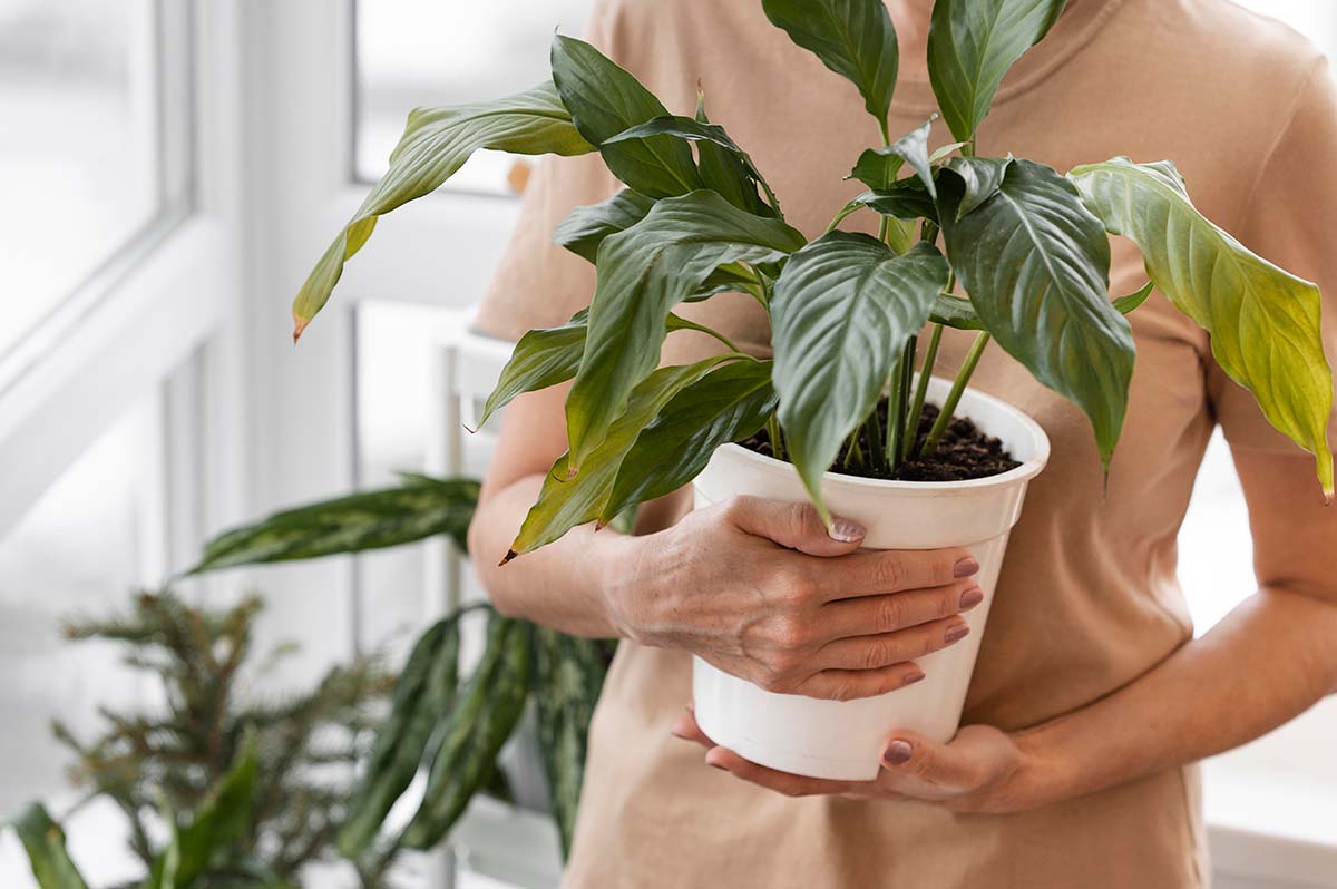juka-dracena