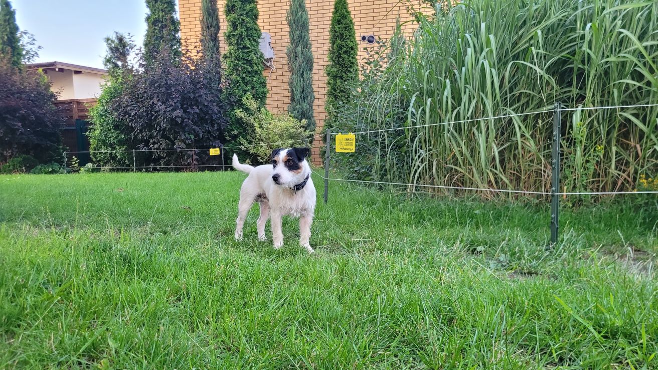 pastuch na psa w ogrodzie