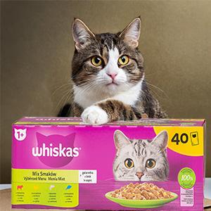 kotek na karmie whiskas