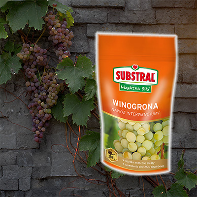 nawóz do winogron substral