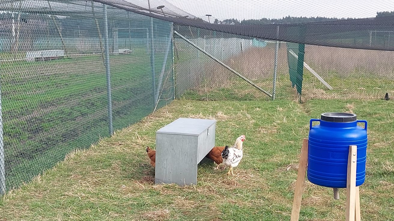 woliera zabezpieczona siatką na ptaki
