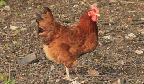 kura nioska na wybiegu