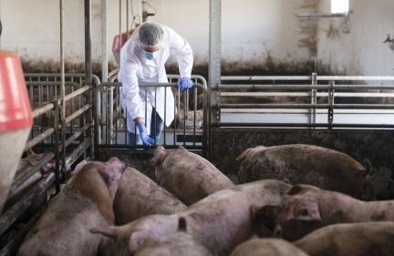 Lekarz weterynarii sprawdzający stan zdrowia świń