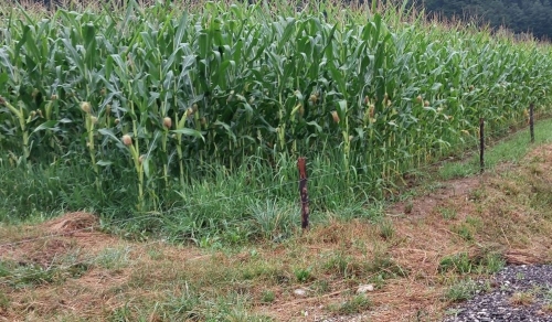 pastuch na dziki w kukurydzy 