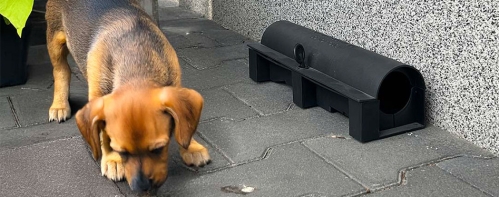 Zatrucie trutką na szczura u psa i kota