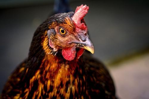 Kokcydioza kur. Jak zwalczyć krwawą biegunkę?