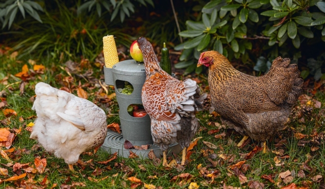 ZABAWKI DLA KUR 
