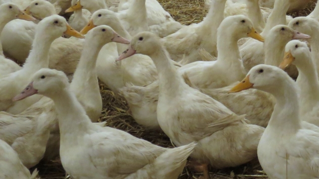 Kaczki Pekin - hodowla na tucz