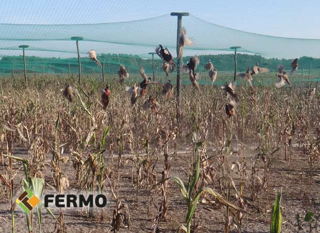 Siatka polietylenowa - bażant