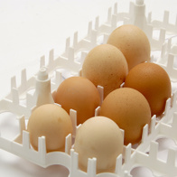 Taca PCV na 36 jaj kurzych