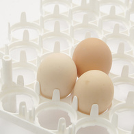 Taca PCV na 63 jaja bażancie i perlicze