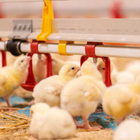 Łącznik rury 22 x 22mm z profilem aluminiowym w systemie pojenia