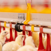 Łącznik do proflili aluminiowych niskich systemu pojenia LUBING