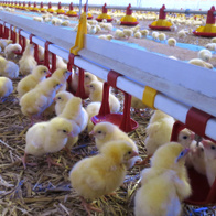 Kropelkowa linia pojenia drobiu LUBING duże miseczki i smoczki Top-Nipple co 25 cm - 3 m