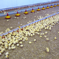 Kropelkowa linia pojenia drobiu LUBING małe miseczki i smoczki Top-Combi-Nipple co 20 cm - 3 m