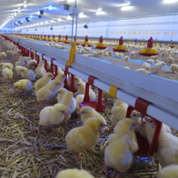 Kropelkowy system pojenia 6 mb dla brojlerów kompletny zestaw z reduktorem na 500 szt.