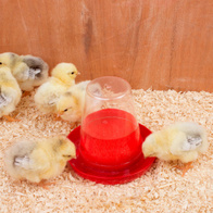 Poidło dla piskląt i przepiórek z transparentym zasobnikiem 0,6l