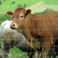 Siatka leśna ocynkowana 200/19/15 MEDIUM na jelenie, sarny ochrona upraw 50 mb