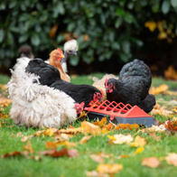 Karmnik dla kur plastikowy korytkowy 50 cm STABILO-1 z kratką