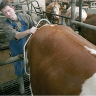 Poskrom laskowy dla krów PROFI ze stali nierdzewnej