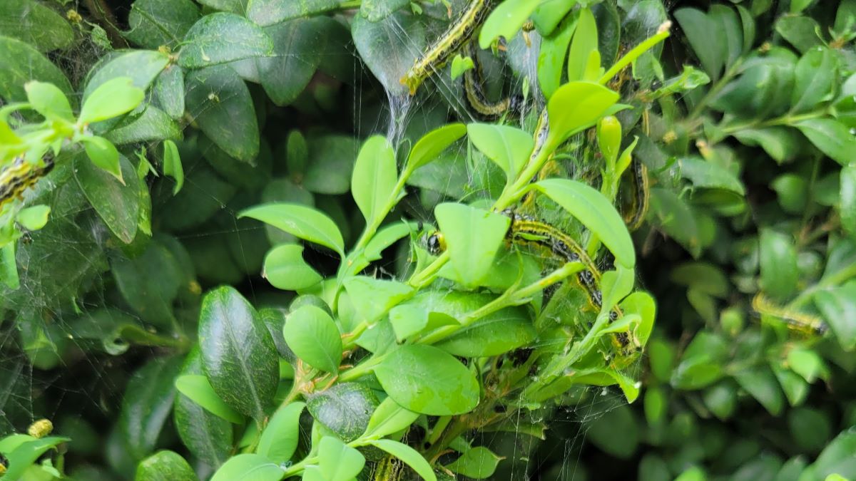 Ćma bukszpanowa - jak uchronić bukszpany przed groźnym szkodnikiem