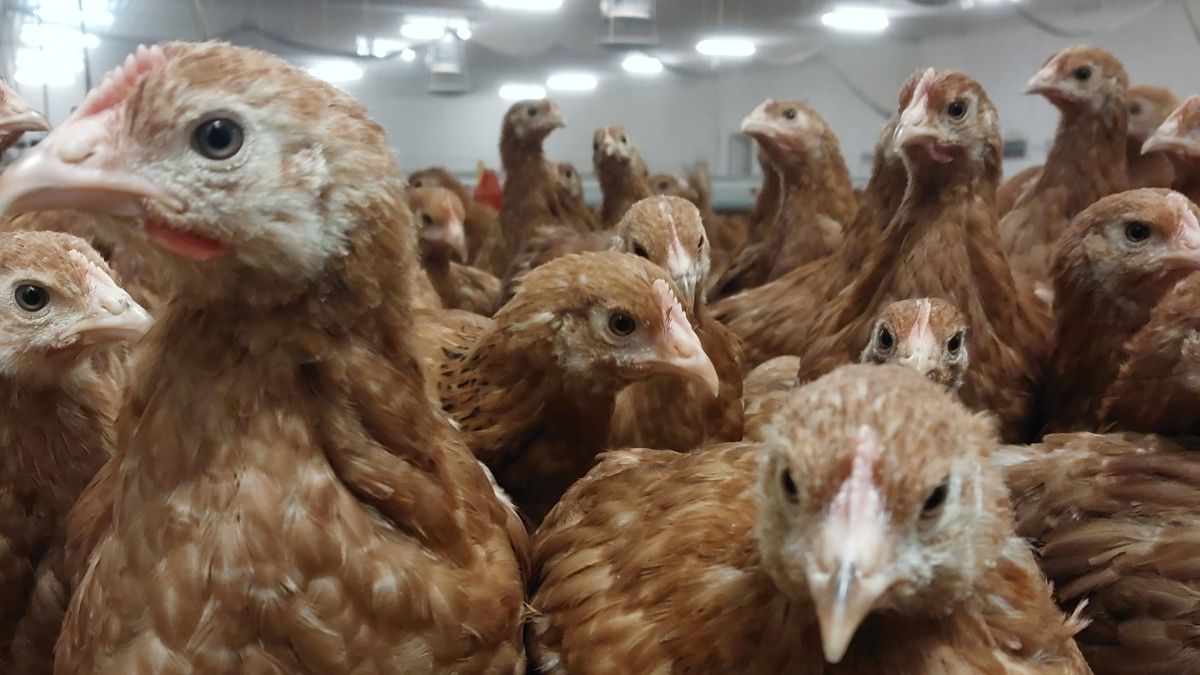 Pomór znów atakuje fermy drobiu. Tysiące kur do utylizacji! Czy polscy hodowcy są przygotowani na zagrożenie?
