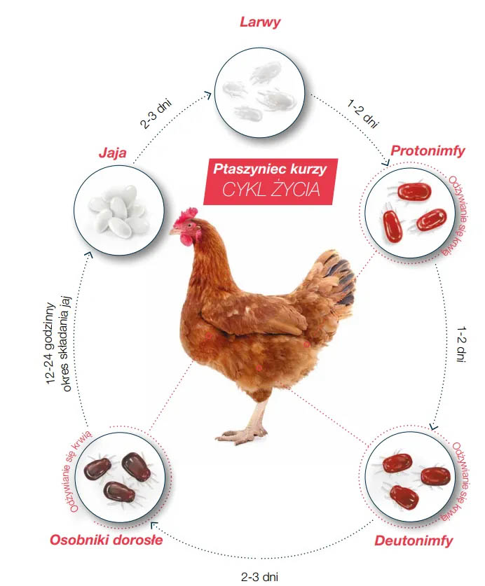 Poultry red mite life cycle