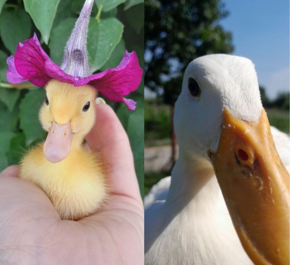 kaczka i kwiatek