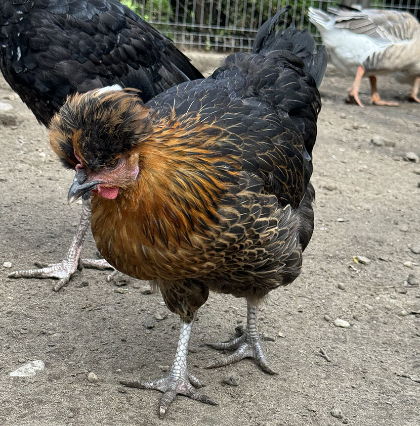 kura czubatka