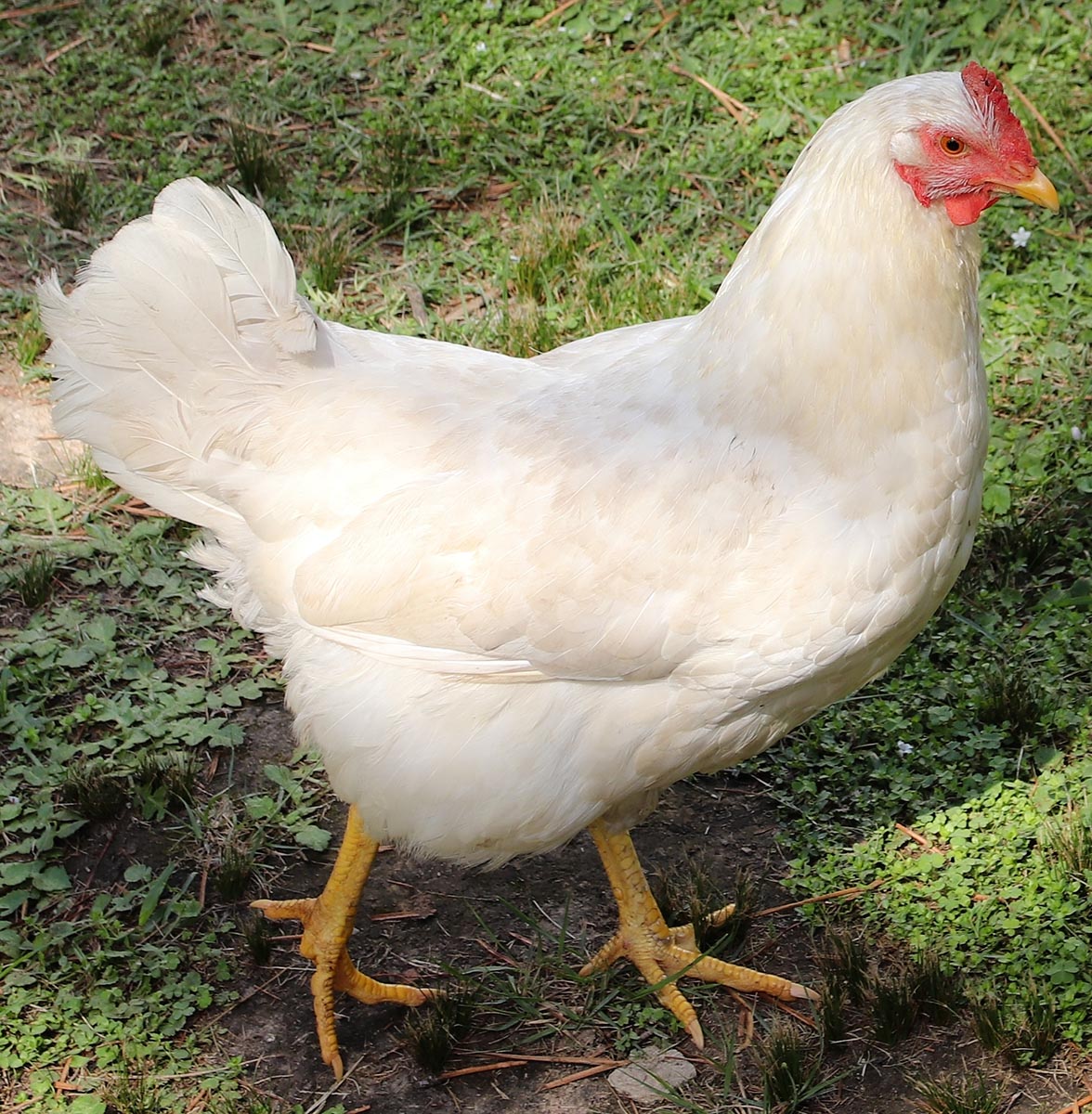 kura nioska leghorn