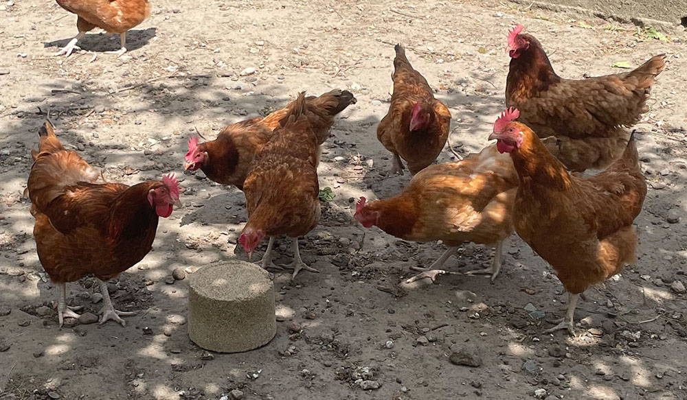 Poznaj najpopularniejsze rasy kur w Polsce