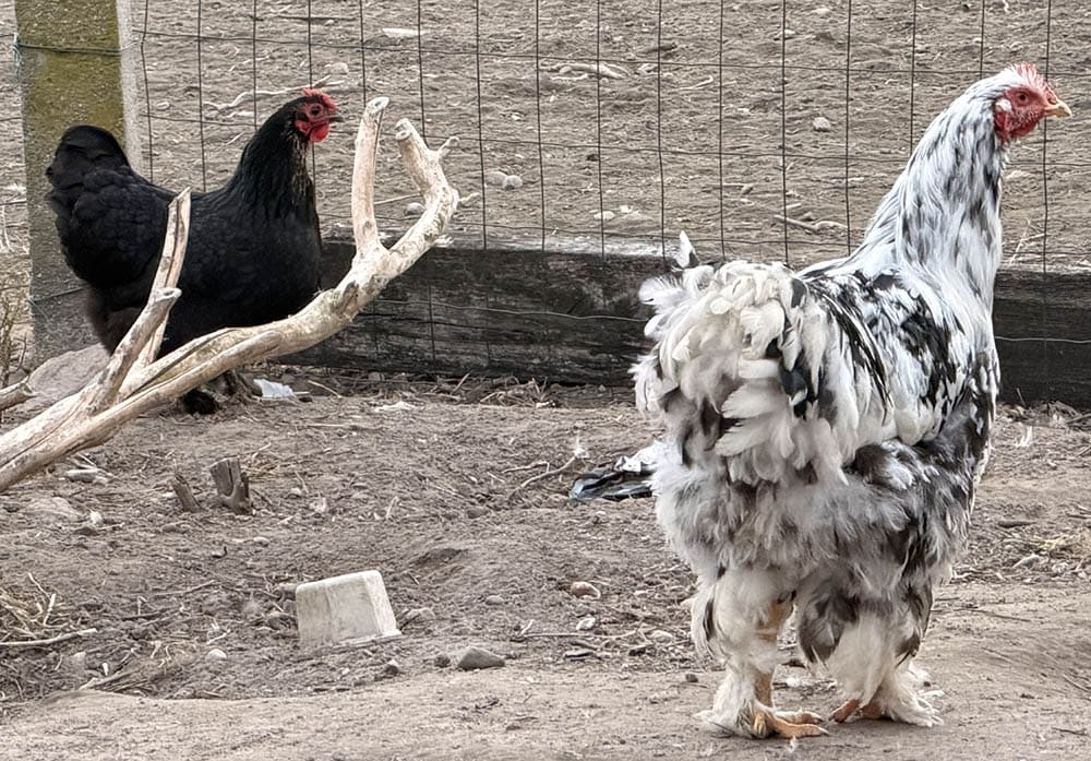 Chickens in an outdoor run
