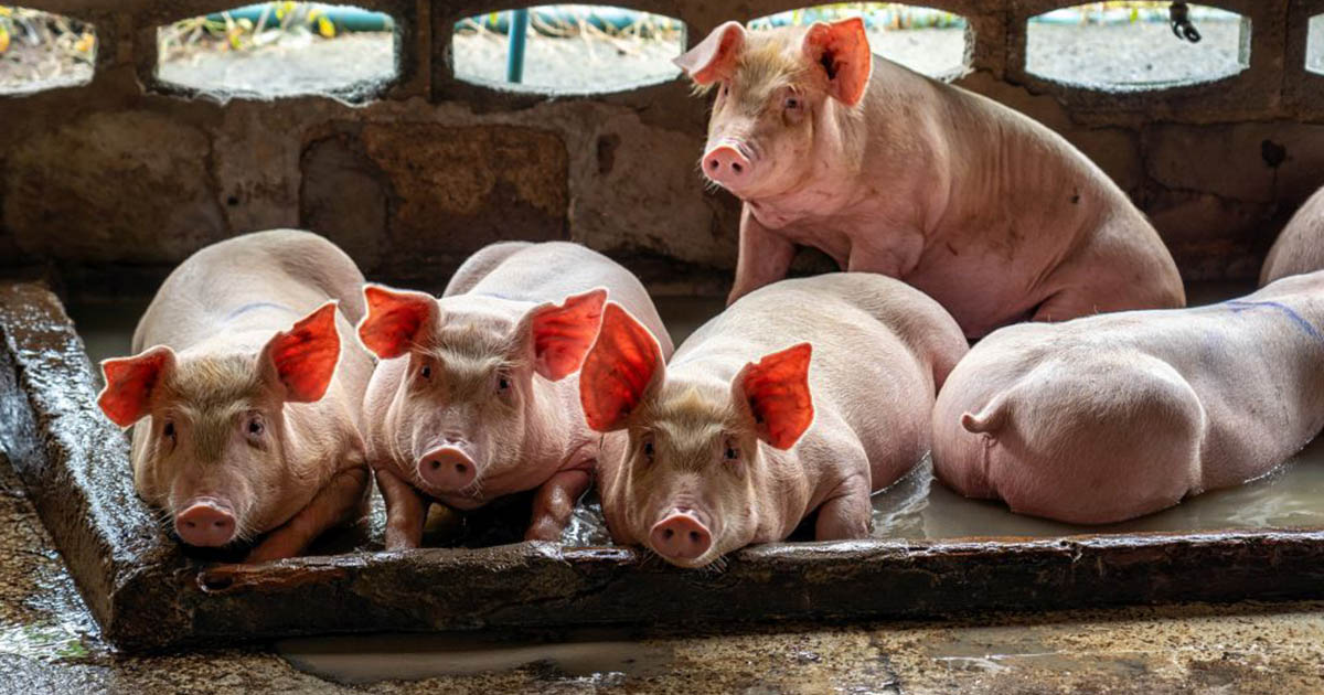 ASF Afrykański Pomór świń