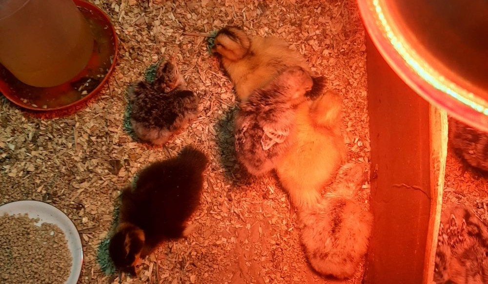 Pisklęta w zimie. Jak przygotować się na zimowe wylęgi?