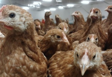 Pomór znów atakuje fermy drobiu. Tysiące kur do utylizacji! Czy polscy hodowcy są przygotowani na zagrożenie?