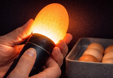 Jak prawidłowo zbierać, prześwietlać i dezynfekować jaja lęgowe – kompletny poradnik dla hodowców drobiu