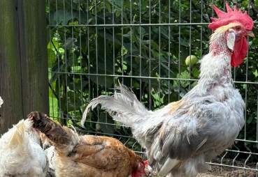 Zjadanie jaj, dziobanie piór i agresja w kurniku. Jak oduczyć kury złych nawyków, zanim ucierpi całe stado?