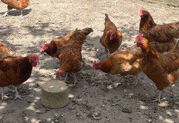 Poznaj najpopularniejsze rasy kur w Polsce